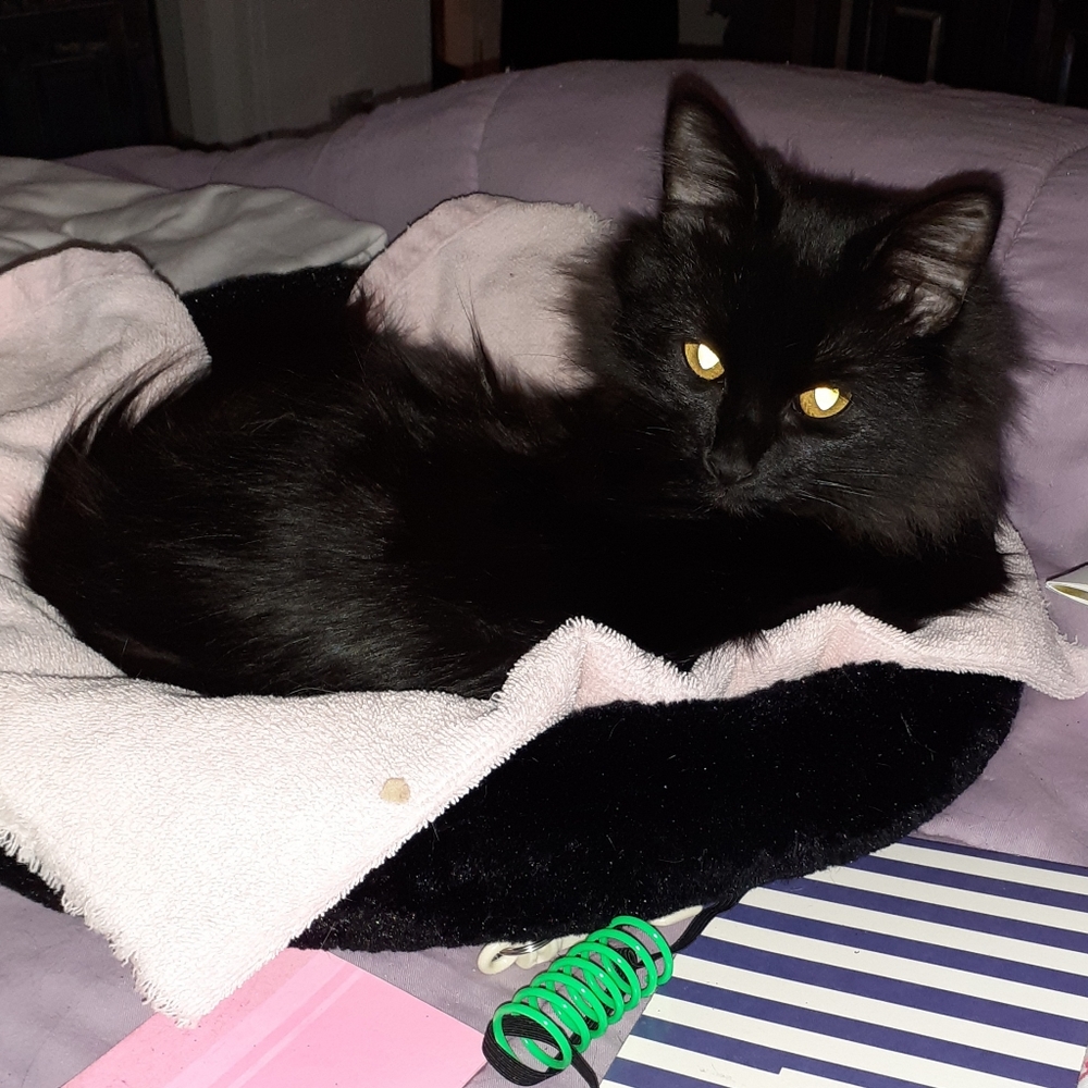 PRECIOUS (Ruler of home) - Picture 2 of 9